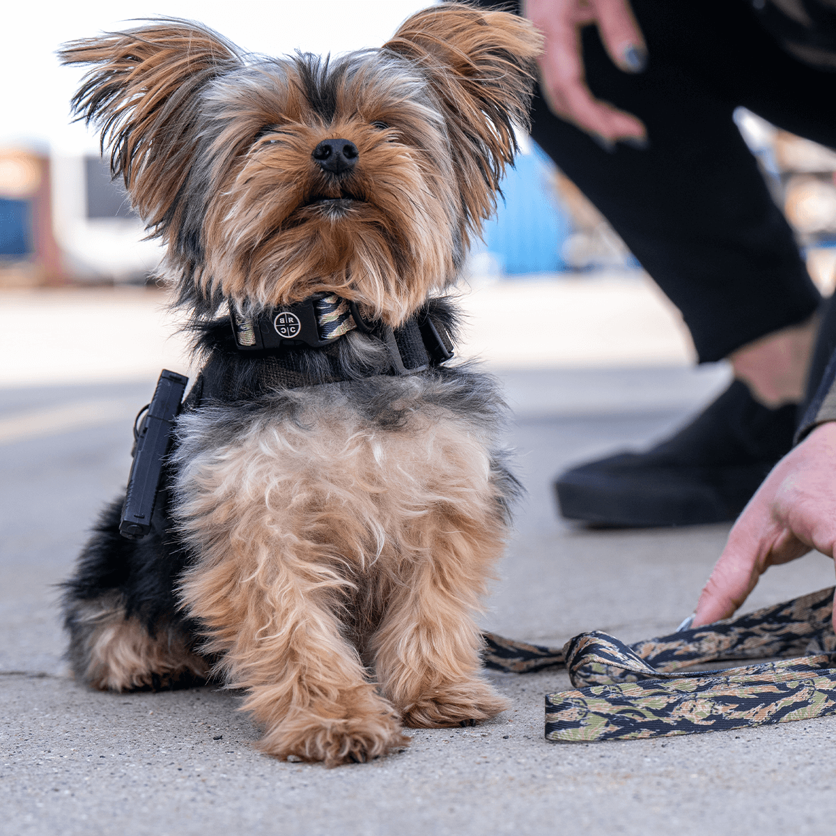 Only leash shop