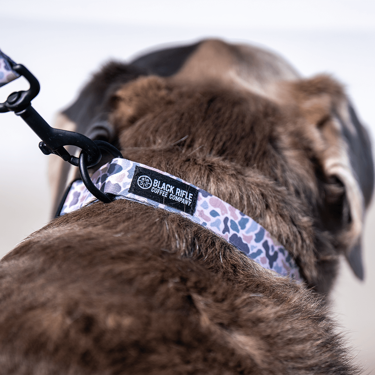Duck dog discount collar